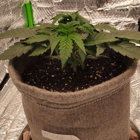 Nicol Punch #1 growlog timeline photo
