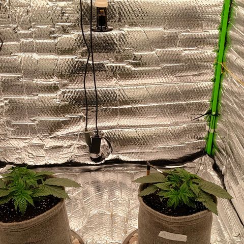 Nicol Punch #2 growlog timeline photo