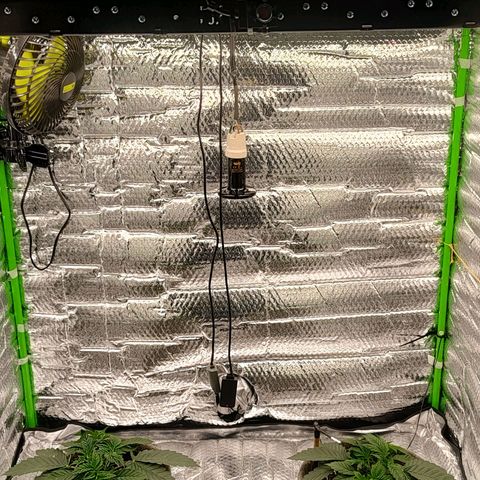 Nicol Punch #2 growlog timeline photo