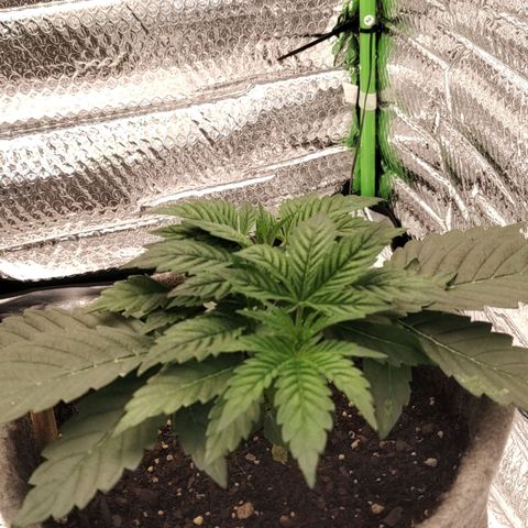 Nicol Punch #1 growlog timeline photo