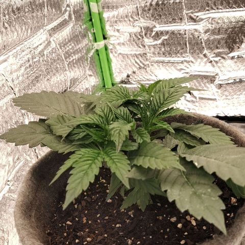 Nicol Punch #1 growlog timeline photo