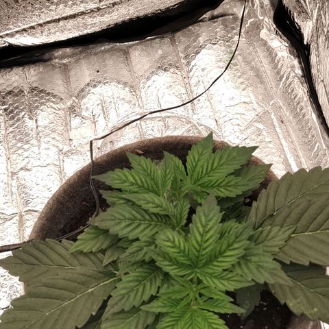 Nicol Punch #2 growlog timeline photo