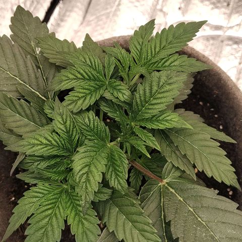 Nicol Punch #2 growlog timeline photo