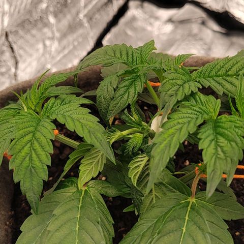 Nicol Punch #1 growlog timeline photo
