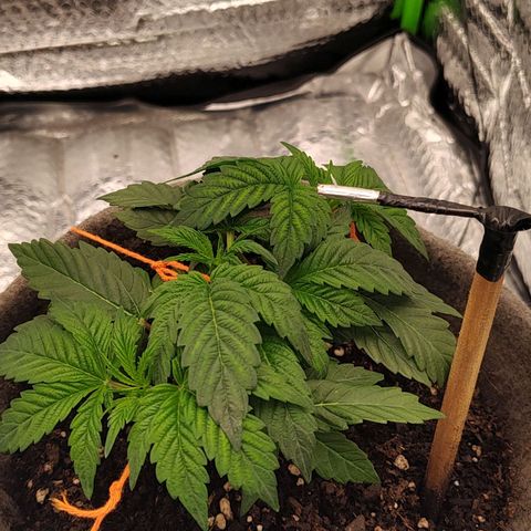 Nicol Punch #2 growlog timeline photo