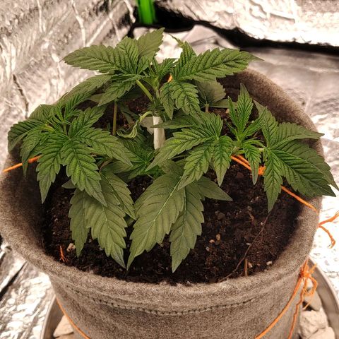 Nicol Punch #1 growlog timeline photo