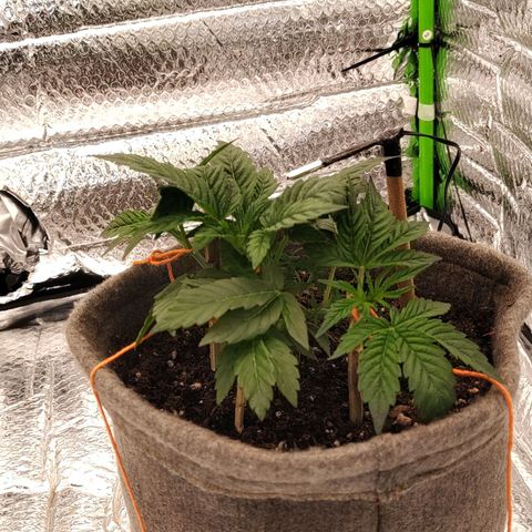 Nicol Punch #2 growlog timeline photo