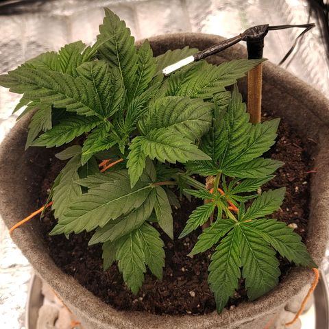 Nicol Punch #2 growlog timeline photo