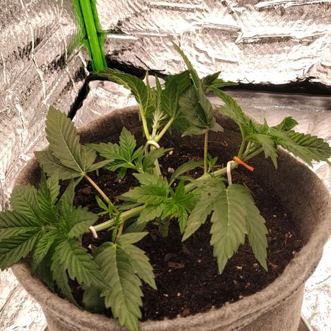 Nicol Punch #1 growlog timeline photo