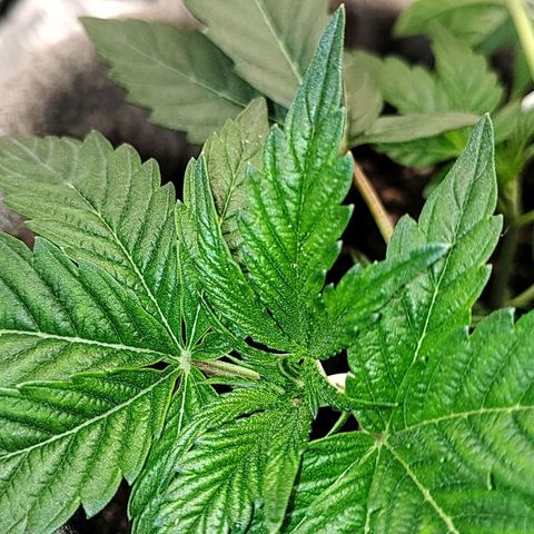 Nicol Punch #1 growlog timeline photo