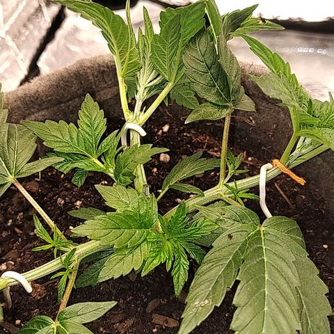 Nicol Punch #1 growlog timeline photo