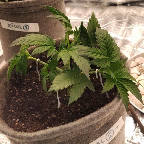 Nicol Punch #2 growlog timeline photo