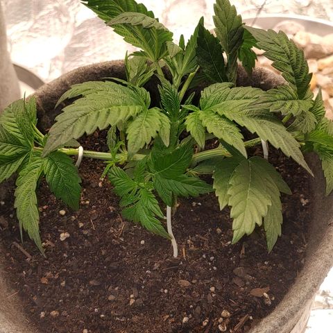 Nicol Punch #2 growlog timeline photo