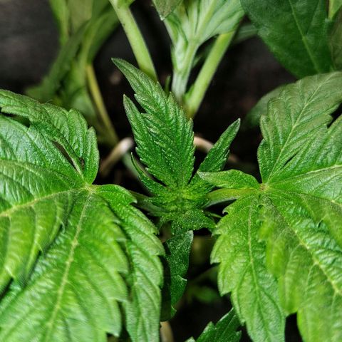 Nicol Punch #2 growlog timeline photo