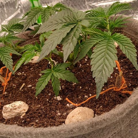 Nicol Punch #1 growlog photo: Estado: Desarrollo vegetativo constante y uniforme.
Acciones: LST aplicado mediante hilos para expansión lateral; riego de mantenimiento con 330 ppm y ajuste de pH.
Observaciones: Estructura robusta, coloración verde saludable y recepción lumínica de 420 PPFD.