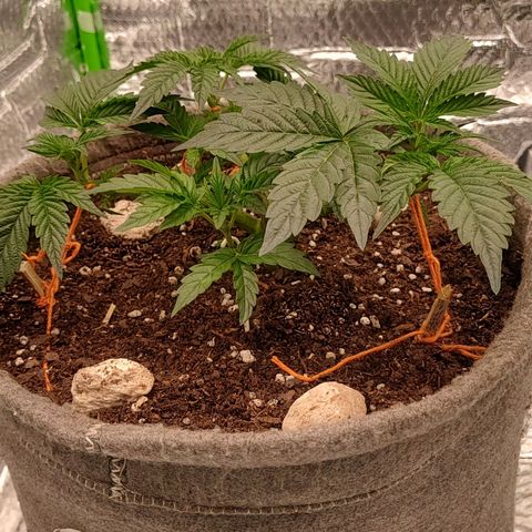 Nicol Punch #1 growlog photo: Estado: Desarrollo vegetativo constante y uniforme.
Acciones: LST aplicado mediante hilos para expansión lateral; riego de mantenimiento con 330 ppm y ajuste de pH.
Observaciones: Estructura robusta, coloración verde saludable y recepción lumínica de 420 PPFD.
