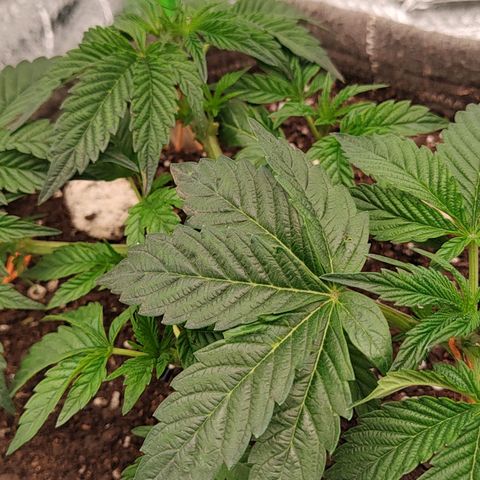 Nicol Punch #1 growlog photo: Estado: Desarrollo vegetativo constante y uniforme.
Acciones: LST aplicado mediante hilos para expansión lateral; riego de mantenimiento con 330 ppm y ajuste de pH.
Observaciones: Estructura robusta, coloración verde saludable y recepción lumínica de 420 PPFD.