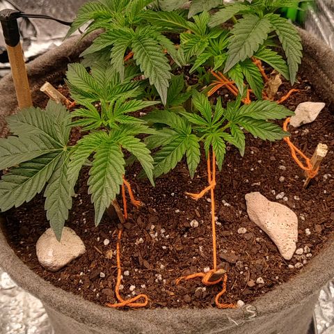 Nicol Punch #2 growlog photo: Estado: Crecimiento parejo con su hermana, vigorosa en su fase actual.
Acciones: Entrenamiento LST con tensores; riego de mantenimiento con 330 ppm y ajuste de pH.
Observaciones: Respuesta positiva al riego, drenaje correcto y recepción lumínica de 420 PPFD.