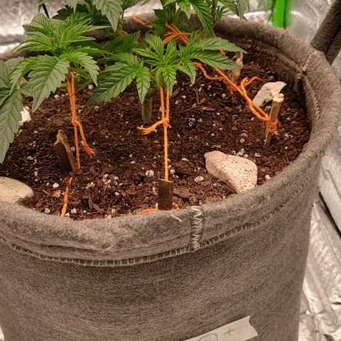 Nicol Punch #2 growlog photo: Estado: Crecimiento parejo con su hermana, vigorosa en su fase actual.
Acciones: Entrenamiento LST con tensores; riego de mantenimiento con 330 ppm y ajuste de pH.
Observaciones: Respuesta positiva al riego, drenaje correcto y recepción lumínica de 420 PPFD.
