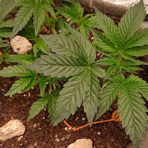 Nicol Punch #2 growlog photo: Estado: Crecimiento parejo con su hermana, vigorosa en su fase actual.
Acciones: Entrenamiento LST con tensores; riego de mantenimiento con 330 ppm y ajuste de pH.
Observaciones: Respuesta positiva al riego, drenaje correcto y recepción lumínica de 420 PPFD.