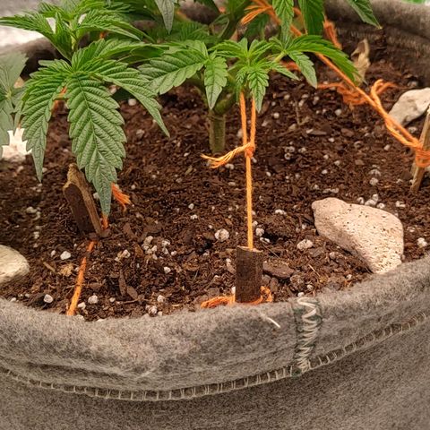 Nicol Punch #2 growlog photo: Estado: Crecimiento parejo con su hermana, vigorosa en su fase actual.
Acciones: Entrenamiento LST con tensores; riego de mantenimiento con 330 ppm y ajuste de pH.
Observaciones: Respuesta positiva al riego, drenaje correcto y recepción lumínica de 420 PPFD.