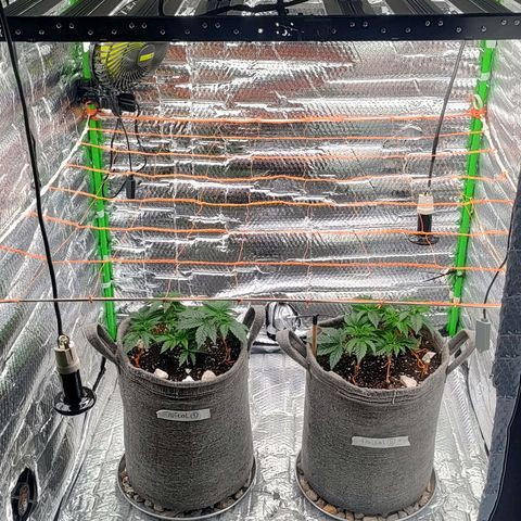 Nicol Punch #2 growlog timeline photo