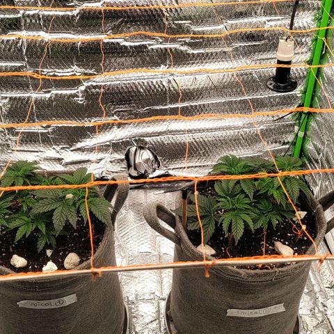 Nicol Punch #2 growlog timeline photo