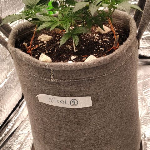 Nicol Punch #1 growlog timeline photo