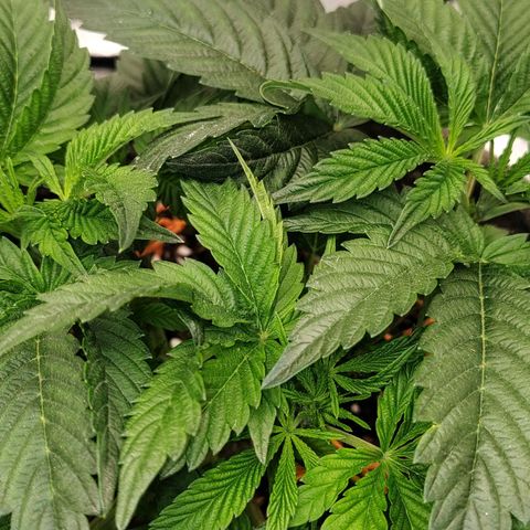 Nicol Punch #1 growlog timeline photo