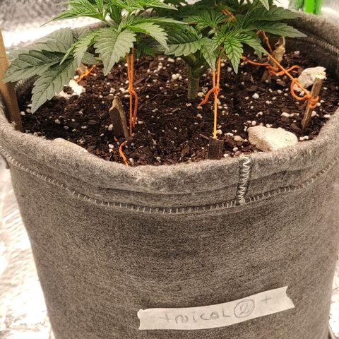 Nicol Punch #2 growlog photo: ​Crecimiento actual: Mantiene un ritmo de desarrollo idéntico y parejo al de su hermana. Las hojas no presentan signos de estrés lumínico ni marchitamiento por el nuevo flujo de aire.
​Proyección: El objetivo es exactamente el mismo: fomentar la elongación de sus ramas superiores para que llegue a la malla y poder empezar a trabajar la estructura horizontal.