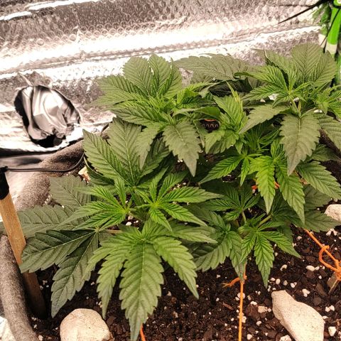 Nicol Punch #2 growlog photo: ​Crecimiento actual: Mantiene un ritmo de desarrollo idéntico y parejo al de su hermana. Las hojas no presentan signos de estrés lumínico ni marchitamiento por el nuevo flujo de aire.
​Proyección: El objetivo es exactamente el mismo: fomentar la elongación de sus ramas superiores para que llegue a la malla y poder empezar a trabajar la estructura horizontal.