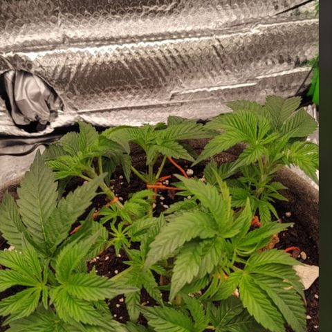 Nicol Punch #1 growlog photo: ​Estructura abierta y despejada; nudos inferiores ahora reciben iluminación directa, listos para iniciar elongación.