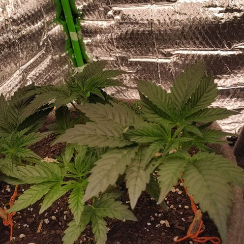 Nicol Punch #1 growlog photo: ​Estructura abierta y despejada; nudos inferiores ahora reciben iluminación directa, listos para iniciar elongación.
