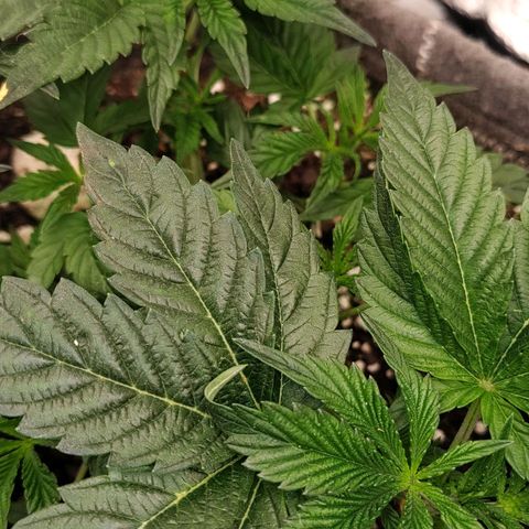 Nicol Punch #1 growlog photo: ​Estructura abierta y despejada; nudos inferiores ahora reciben iluminación directa, listos para iniciar elongación.