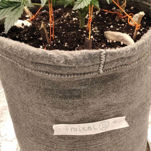 Nicol Punch #2 growlog photo: Respuesta óptima al LST; la planta presenta una base sólida y una distribución de brotes pareja para alcanzar la malla.