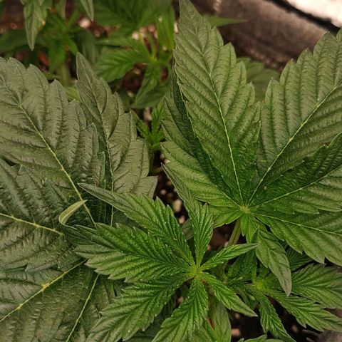 Nicol Punch #2 growlog photo: Respuesta óptima al LST; la planta presenta una base sólida y una distribución de brotes pareja para alcanzar la malla.
