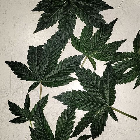 Nicol Punch #2 growlog photo: Respuesta óptima al LST; la planta presenta una base sólida y una distribución de brotes pareja para alcanzar la malla.