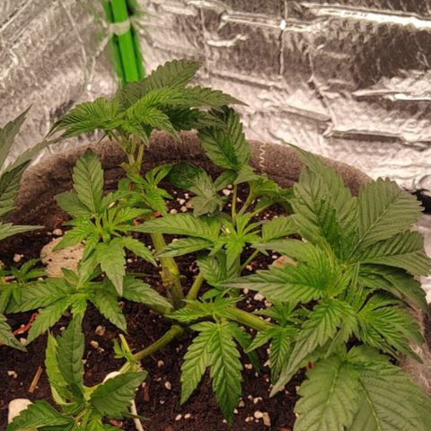 Nicol Punch #2 growlog photo: Respuesta óptima al LST; la planta presenta una base sólida y una distribución de brotes pareja para alcanzar la malla.