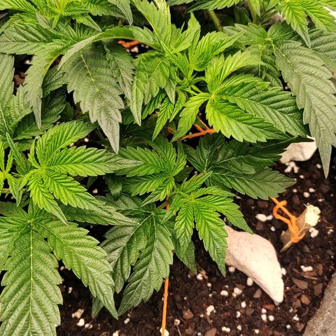 Nicol Punch #2 growlog photo: Respuesta óptima al LST; la planta presenta una base sólida y una distribución de brotes pareja para alcanzar la malla.