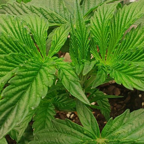 Nicol Punch #1 growlog timeline photo