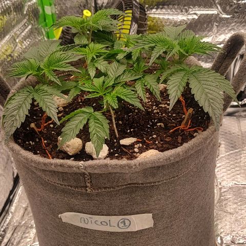 Nicol Punch #1 growlog timeline photo