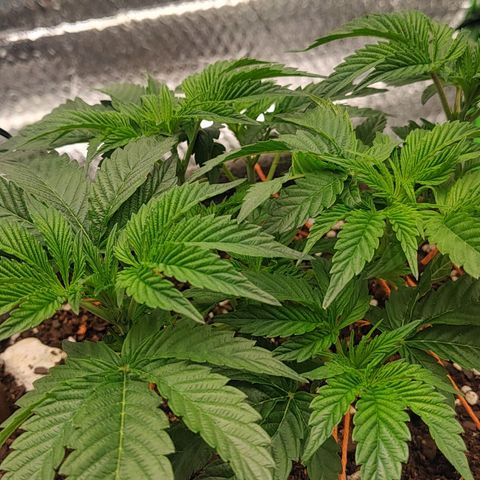 Nicol Punch #2 growlog timeline photo