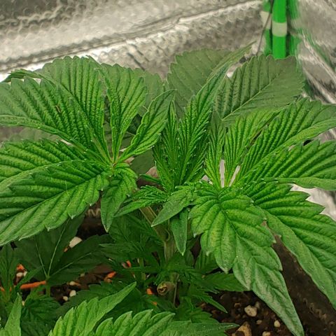 Nicol Punch #2 growlog timeline photo