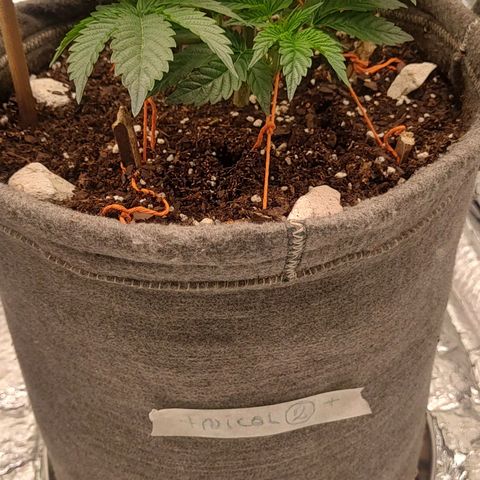 Nicol Punch #2 growlog timeline photo