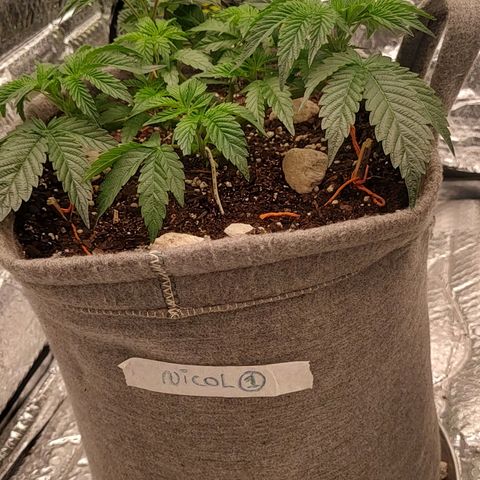 Nicol Punch #1 growlog timeline photo