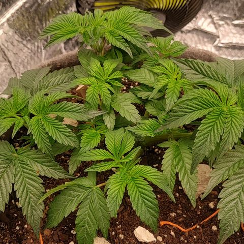 Nicol Punch #1 growlog timeline photo