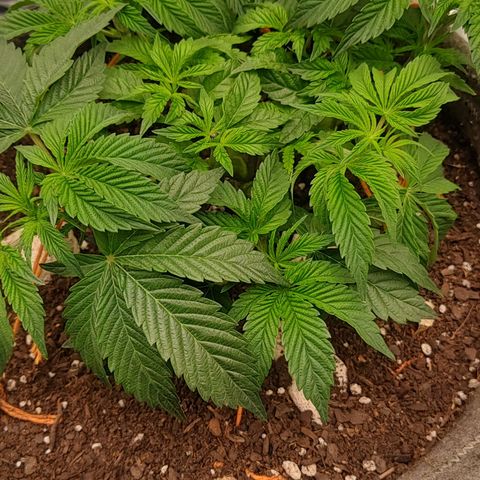 Nicol Punch #2 growlog timeline photo
