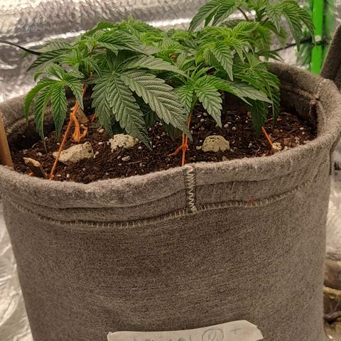 Nicol Punch #2 growlog timeline photo