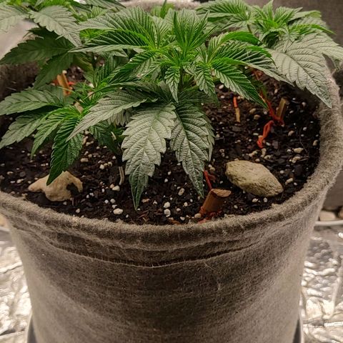 Nicol Punch #1 growlog photo: El agua de mi zona es de poso y ya sale con un EC de entre 400 a 600 PPM es un problema evidente por la acumulación de sales pero bueno iremos tomando medidas para mejorarla en estos susecibos riegos .