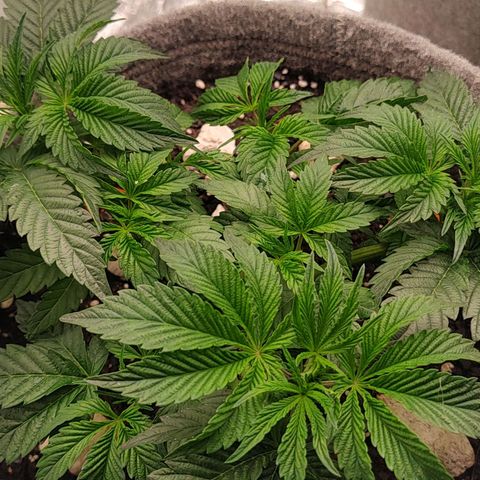 Nicol Punch #1 growlog photo: El agua de mi zona es de poso y ya sale con un EC de entre 400 a 600 PPM es un problema evidente por la acumulación de sales pero bueno iremos tomando medidas para mejorarla en estos susecibos riegos .